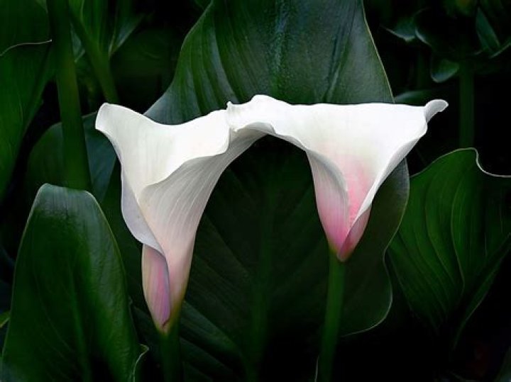 Are arum lilies evergreen?