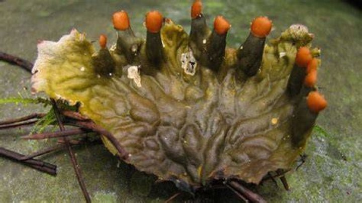 Are lichens harmful to humans?