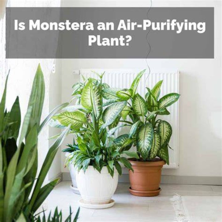 Are monstera air purifying?