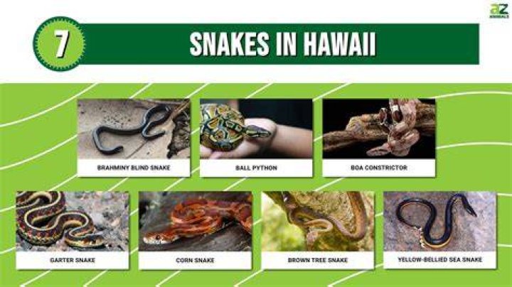 Are there snakes in hawaii?