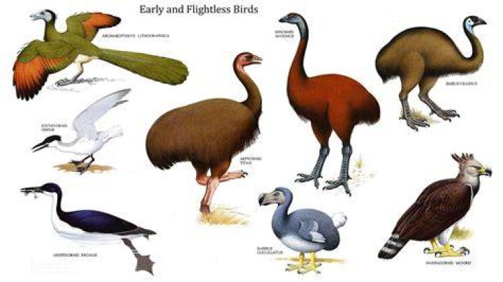 Do all flightless birds have wings?
