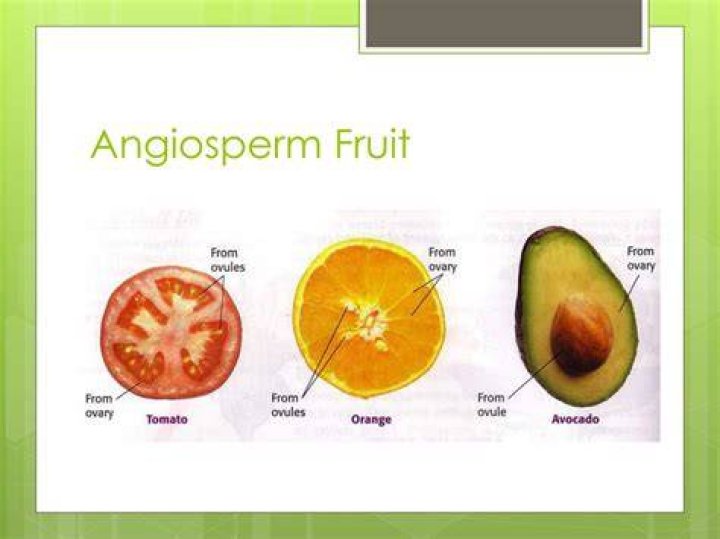 Do angiosperms produce fruit?
