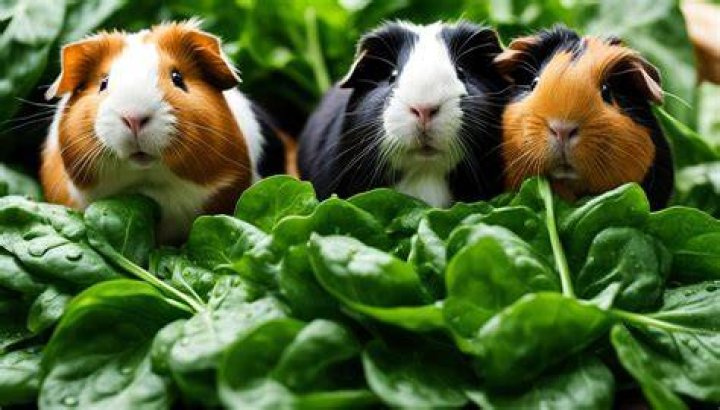 Do guinea pigs eat spinach?