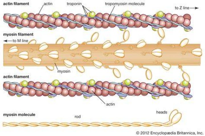 Do smooth muscles have actin and myosin?