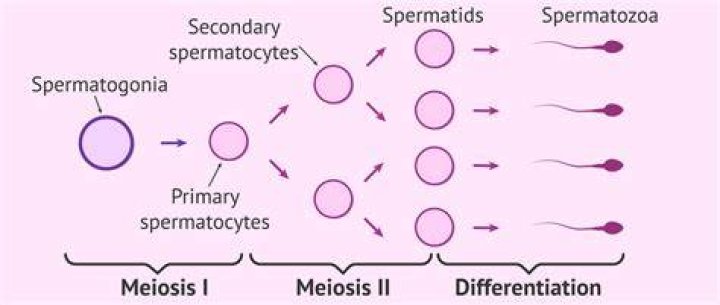 Do spermatids undergo mitosis?
