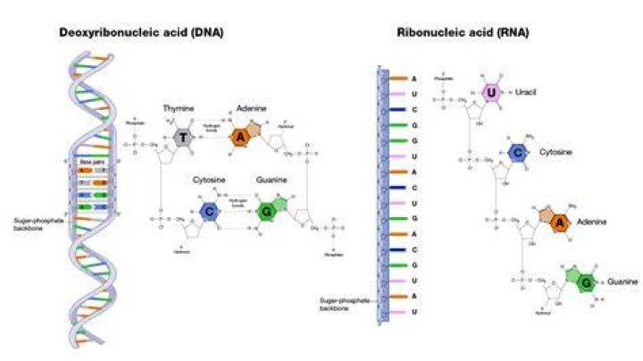 Does rna have 2 strands?