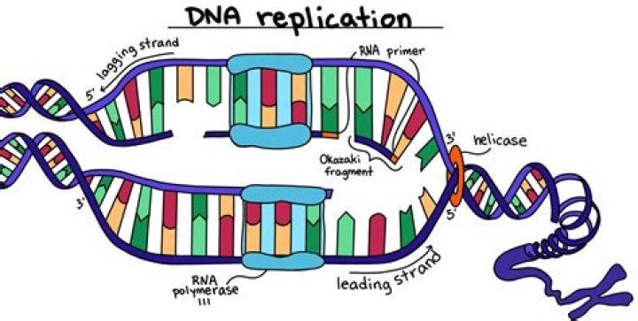 During dna replication the molecule unzips at?