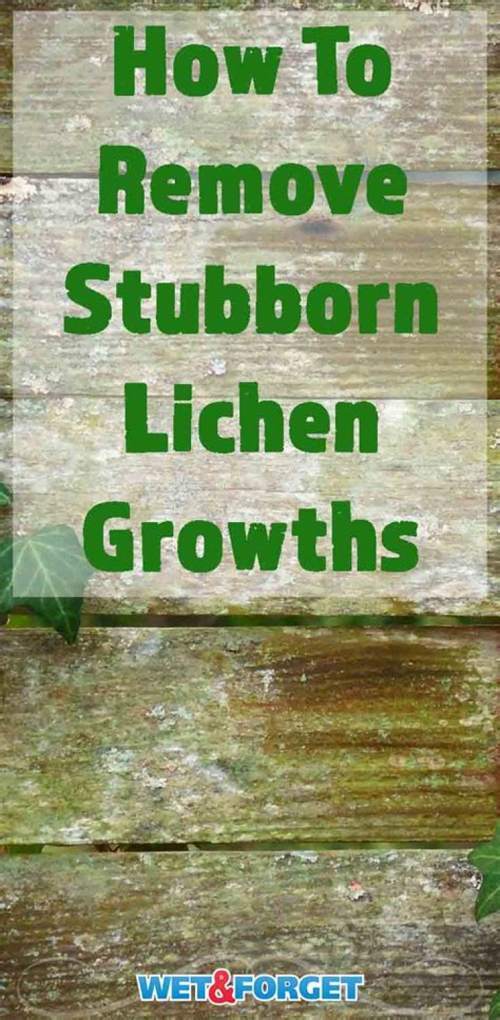 How to remove lichen?
