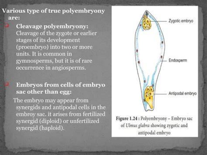 In case of polyembryony an embryo a develops from the synergids?