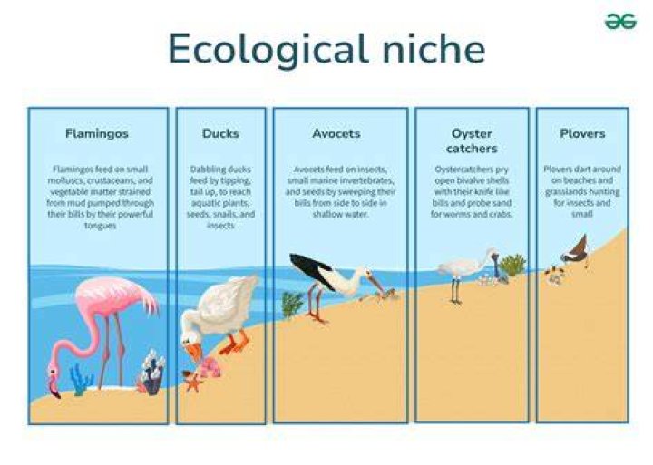 In science what is a niche?