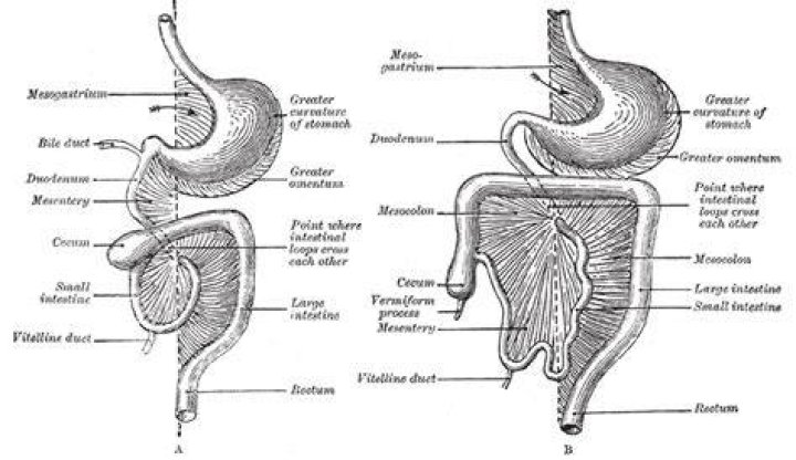 In the omentum and mesentery?