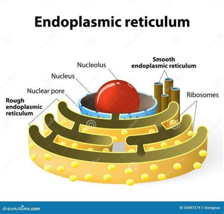 In what endoplasmic reticulum is absent?
