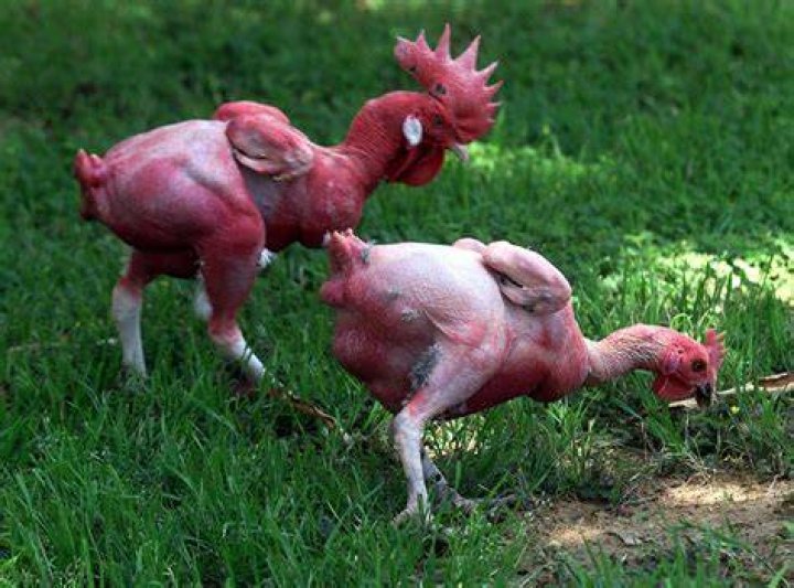 Is featherless a verb?