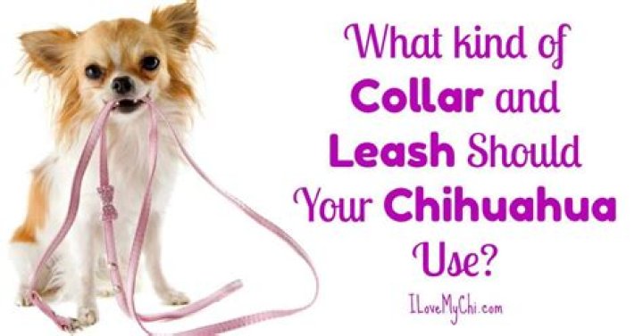 Should chihuahuas wear collars?