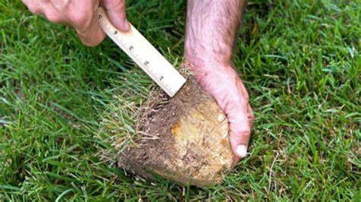 Should i remove thatch from my lawn?