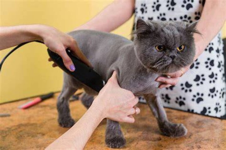 Should you shave cat?