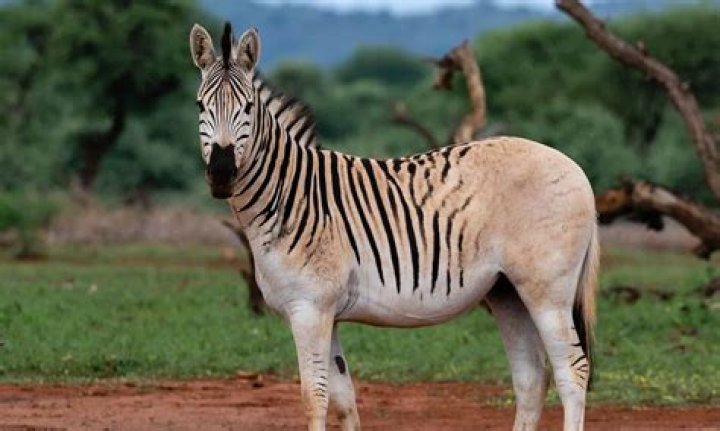 Was the quagga hunted?