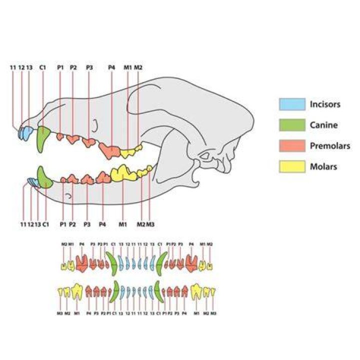 What is an incisor on a dog?