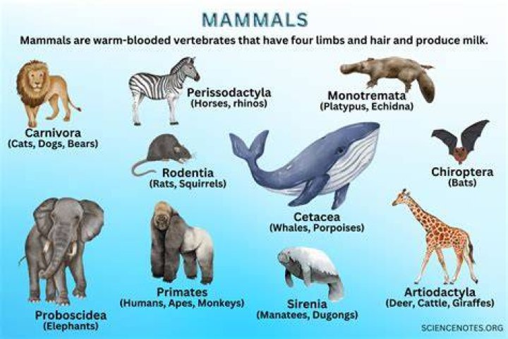 What is meant by metatherian mammals?