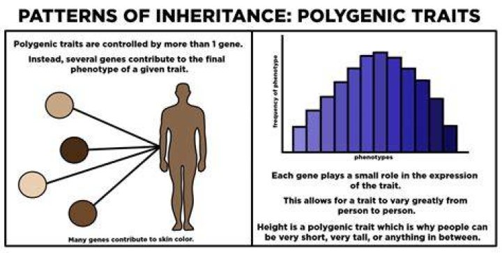 What is polygenic inheritance explain with an example?