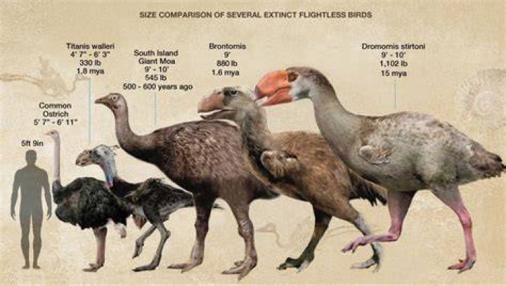 What is the largest flightless bird?
