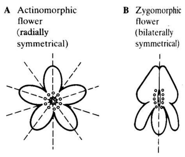 What is zygomorphic biology?