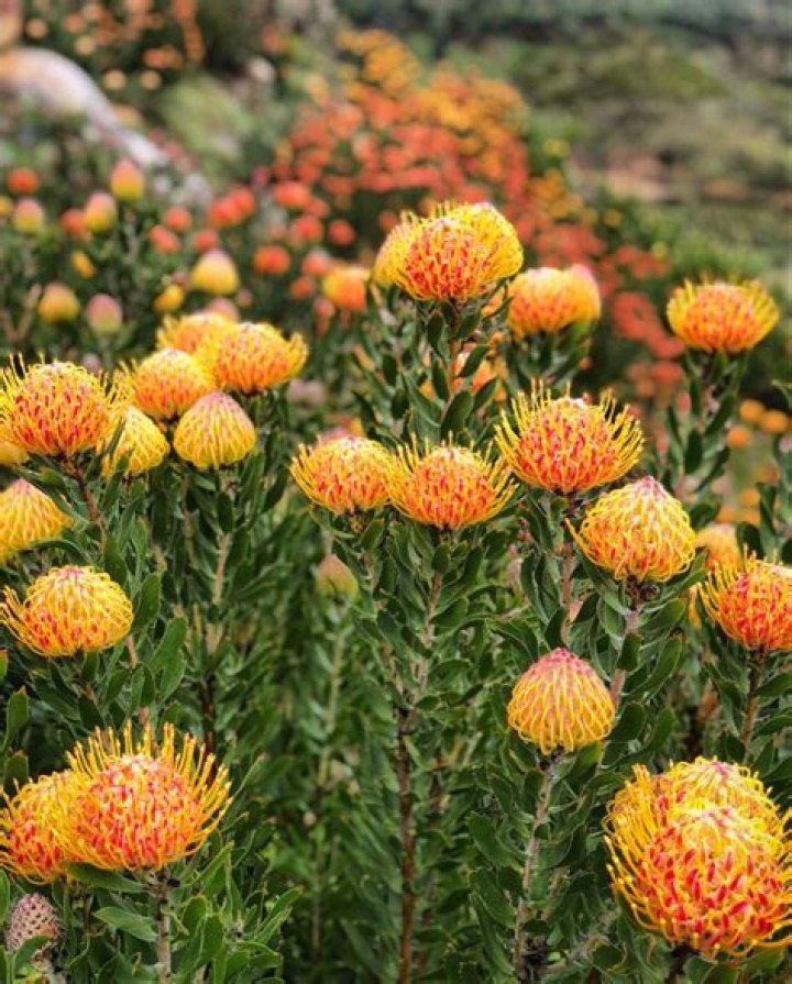 When do leucospermum flower?