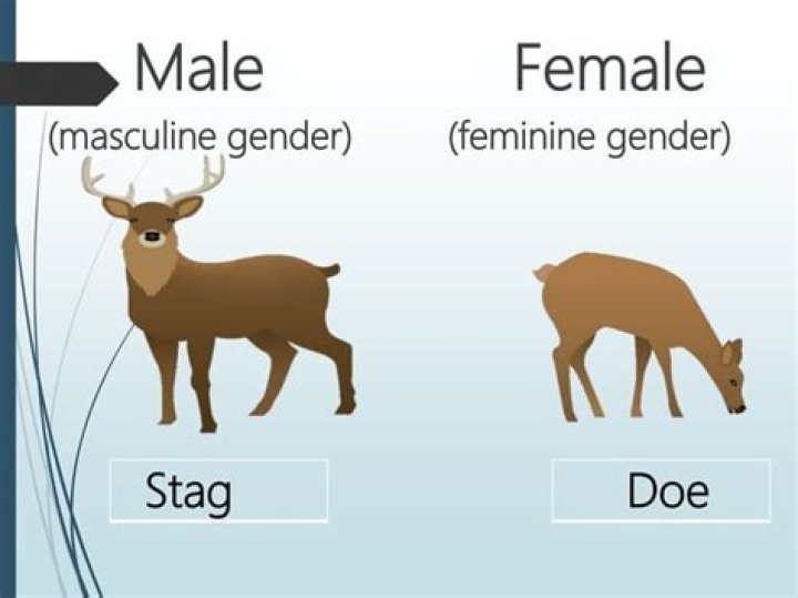 When is the opposite gender of stag?