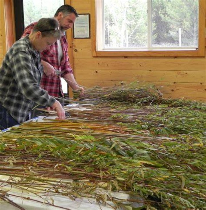 When to harvest willow for weaving?