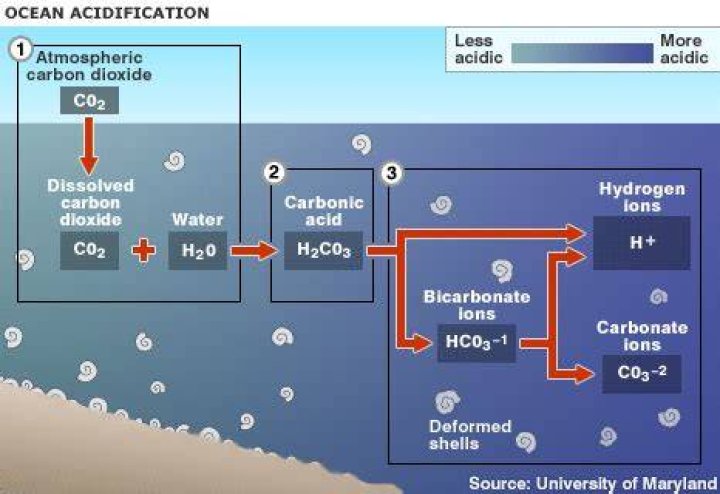 Where does carbonate in the ocean come from?