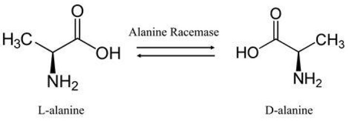 Where is the isomerase located?